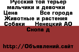 Русский той-терьер мальчики и девочки › Цена ­ 8 000 - Все города Животные и растения » Собаки   . Ненецкий АО,Снопа д.